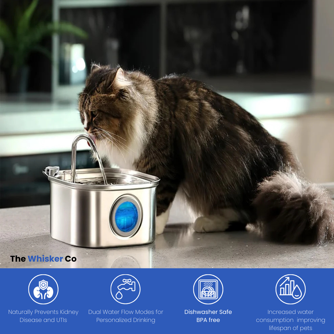Whisker Collective Drinking Fountain