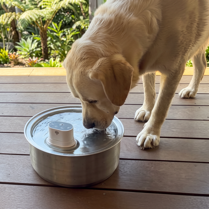 8L Wireless Whisker Co Drinking Fountain