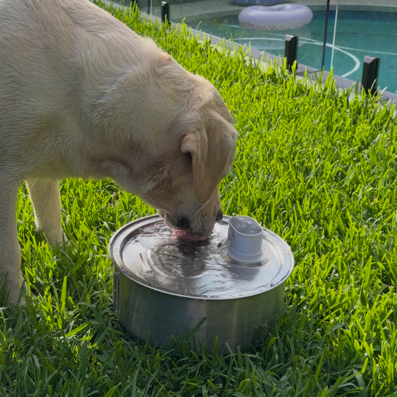 Dog drinking water from a fountain on grass