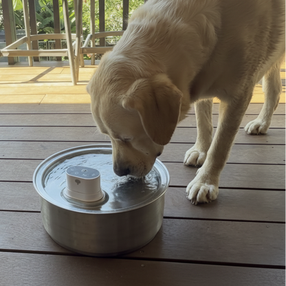 Dog interacting with a metal lid on a wooden deck