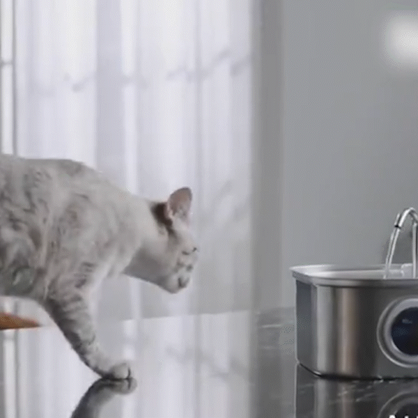Whisker Collective Drinking Fountain