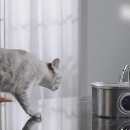 Whisker Collective Drinking Fountain