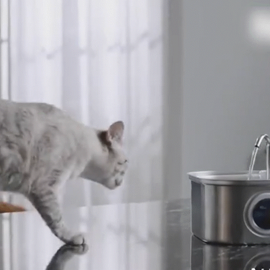 3.2L Whisker Collective Drinking Fountain and Filter Replacement Packs