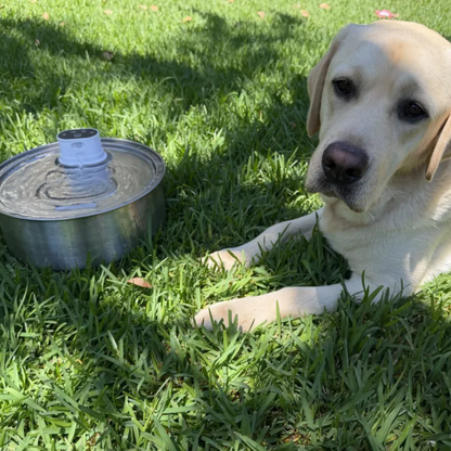 8L Wireless Whisker Co Drinking Fountain