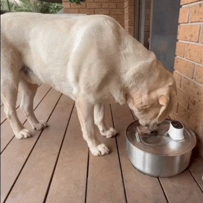 8L Wireless Whisker Co Drinking Fountain