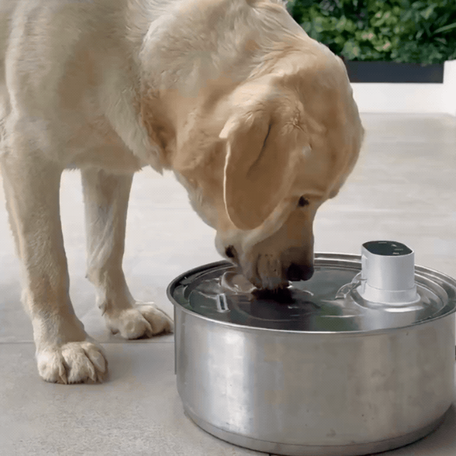 8L Wireless Whisker Co Drinking Fountain